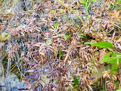 Eragrostis minor
