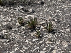 Agave lechuguilla