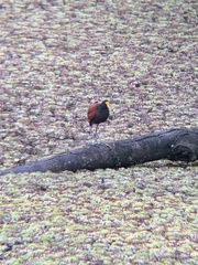Jacana spinosa