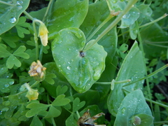 Othonna perfoliata