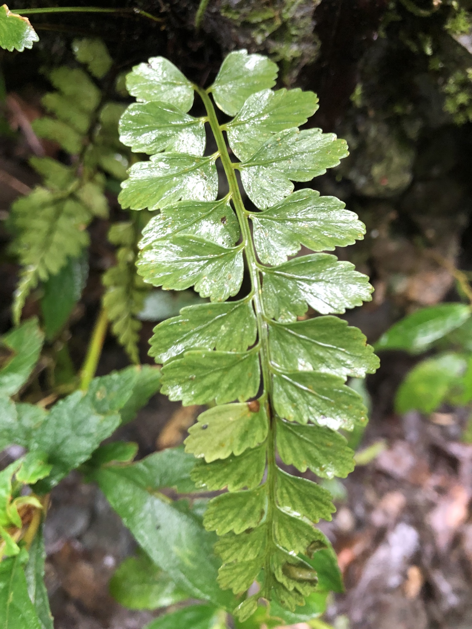 Asplenium cuneatiforme 2