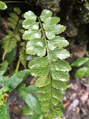 Asplenium cuneatiforme