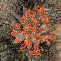 Aloe striata