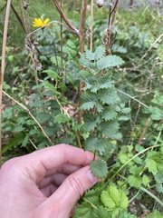 Sanguisorba minor