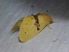 Euproctis molunduana