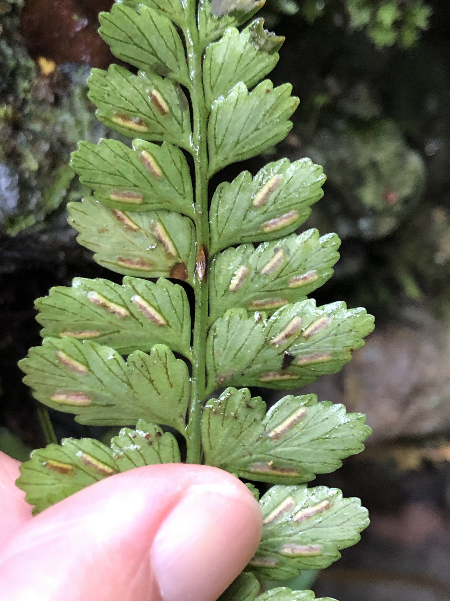 Asplenium cuneatiforme 3