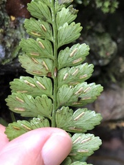Asplenium cuneatiforme