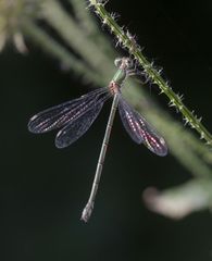 Chalcolestes parvidens