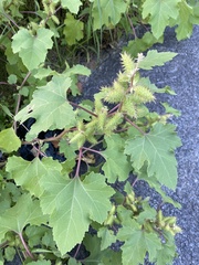 Xanthium strumarium
