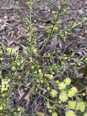 Acacia