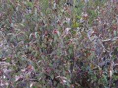 Lasiopetalum macrophyllum