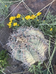 Echinocactus horizonthalonius