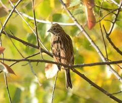 Emberiza