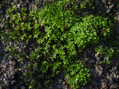 Hyophila involuta