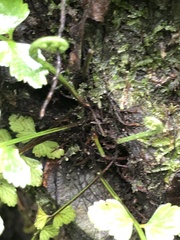 Asplenium cuneatiforme