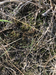 Brachythecium albicans