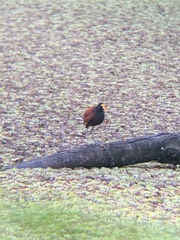 Jacana spinosa