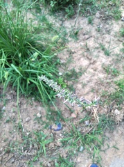 Anemarrhena asphodeloides