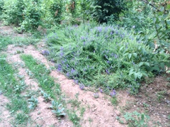 Scutellaria baicalensis