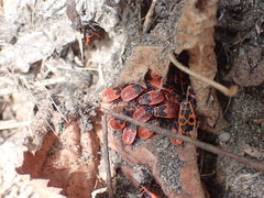 Pyrrhocoris apterus