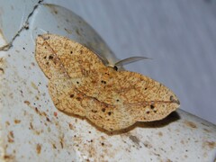 Epigynopteryx affirmata