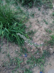 Anemarrhena asphodeloides