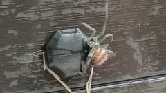 Steatoda nobilis