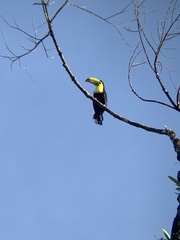 Ramphastos sulfuratus