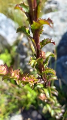 Pseudoselago serrata