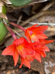 Cattleya cernua
