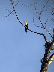 Ramphastos sulfuratus