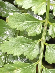 Asplenium cuneatiforme