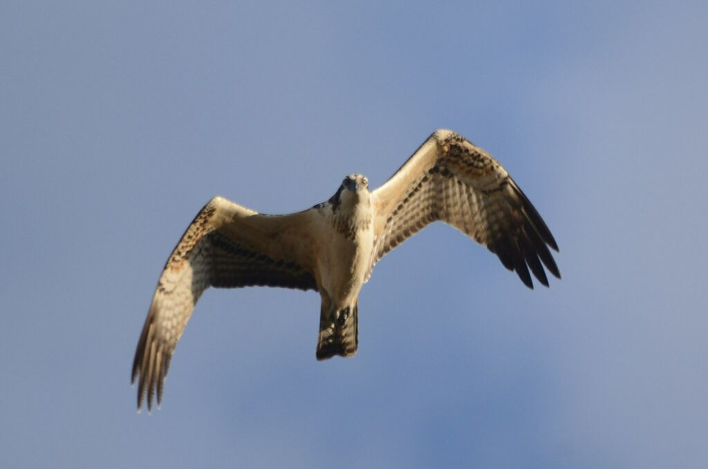 Osprey from Искитимский р-н, Новосибирская обл., Россия on September 17 ...