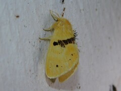 Euproctis molunduana