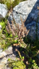 Pseudoselago serrata