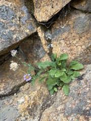 Erigeron leibergii