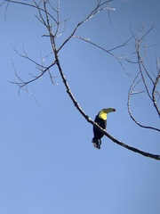 Ramphastos sulfuratus