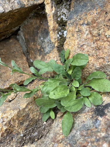 Image of Leiberg's Fleabane (Erigeron leibergii) by (c) Matt Berger, some rights reserved (CC BY)
