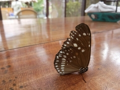 Euploea andamanensis