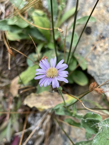 Image of Erigeron leibergii by (c) Matt Berger, some rights reserved (CC BY)
