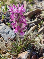 Pedicularis lanata