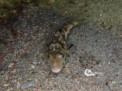 Sphoeroides marmoratus