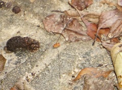 Pseudogagrella splendens