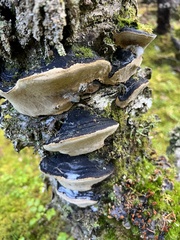 Phellinus lundellii