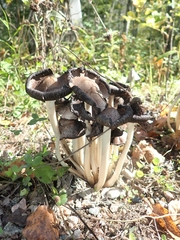 Coprinopsis