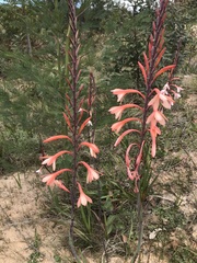Watsonia fourcadei