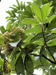 Pittosporum pentandrum