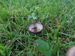 Pseudoclitocybe cyathiformis