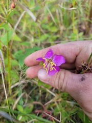 Rhexia virginica
