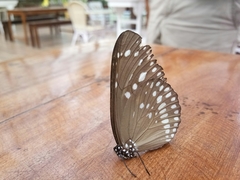 Euploea andamanensis